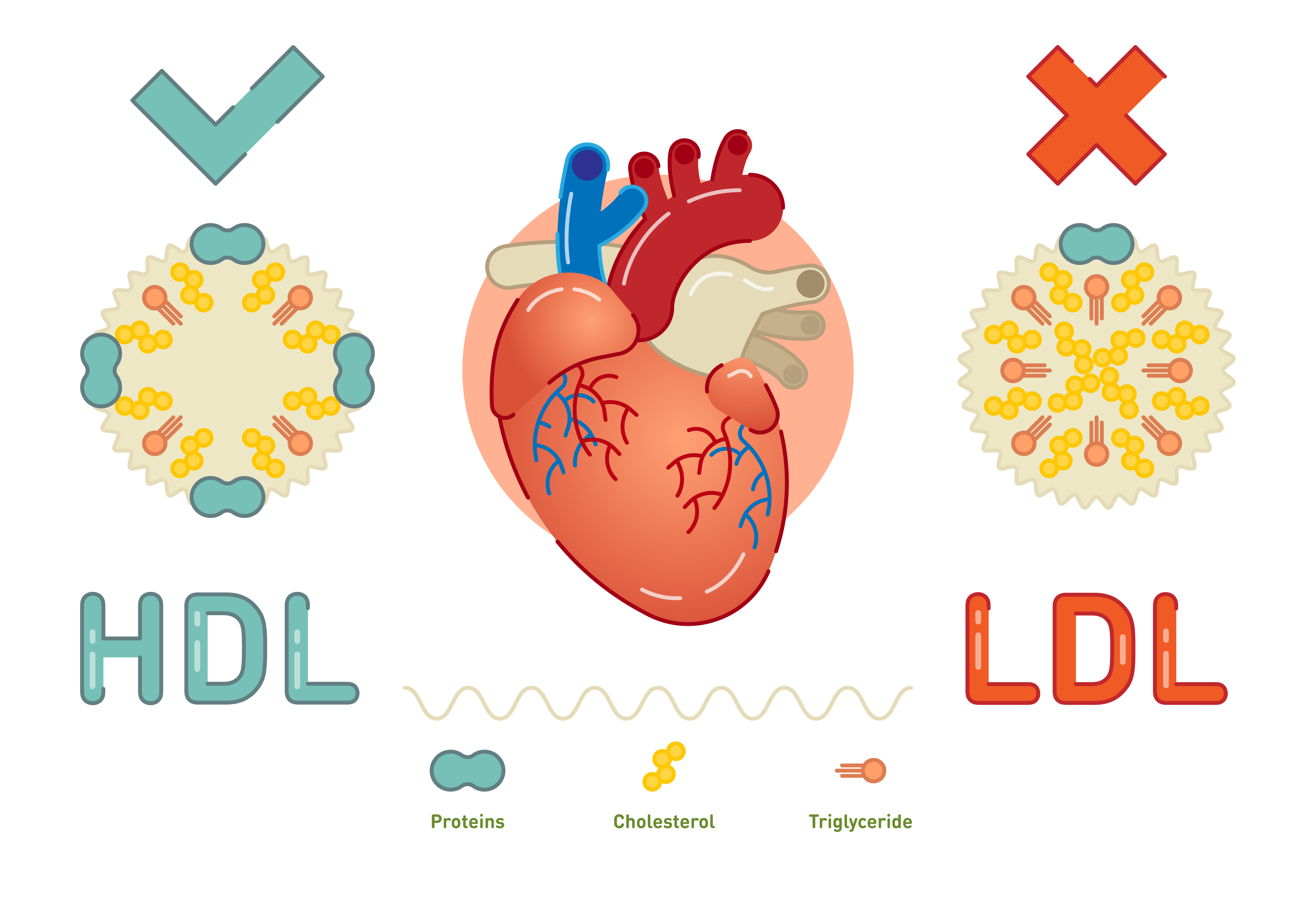 Colesterol hdl bajo que significa