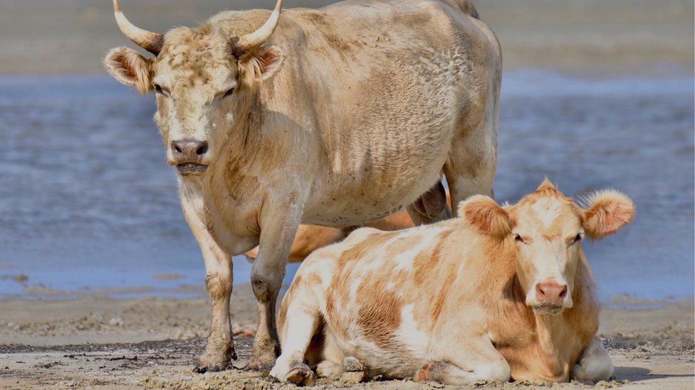 Si bien las vacas saben nadar, su travesía de varios kilómetros está fuera de las habilidades conocidas de estos animales. Foto: Rhonda Hunter Photography