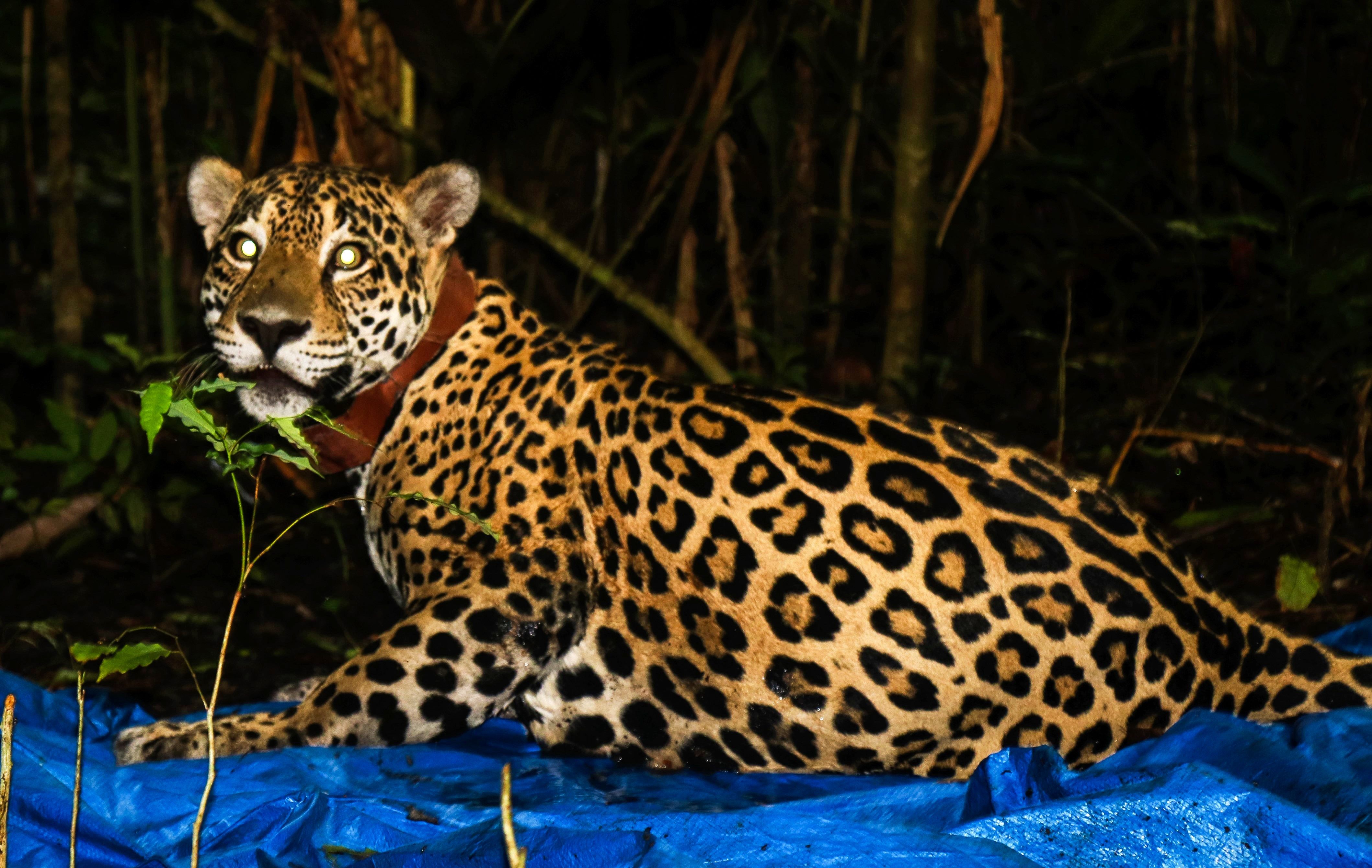 Colocan un GPS por primera vez a un jaguar en Panamá para luchar contra