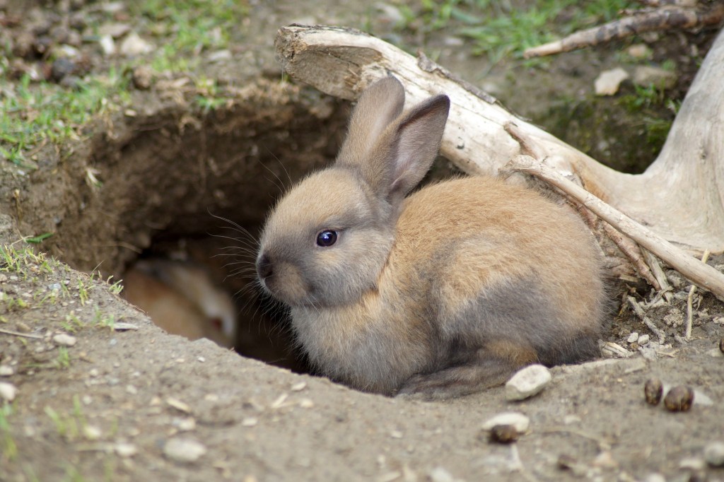 Hábitos de los conejos