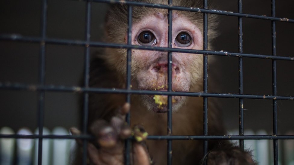 La captura y tráfico de especies amenazadas y la destrucción de ecosistemas facilita los derrames o desbordamientos: el pasaje de virus de animales a humanos. (Foto Prensa Libre: Getty Images)