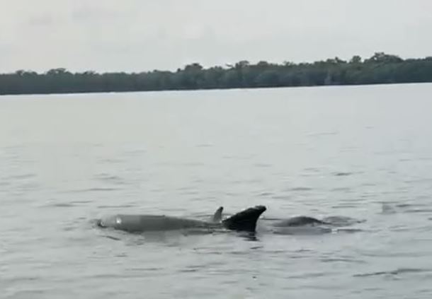 A Que Se Debe El Reciente Avistamiento De Delfines En Rio Dulce Prensa Libre