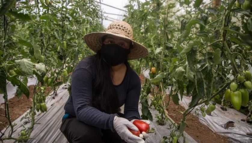 La comercialización de hortalizas, de cebolla, zanahoria, repollo, maíz y otras verduras ha revolucionado. (Foto Prensa Libre: EFE)