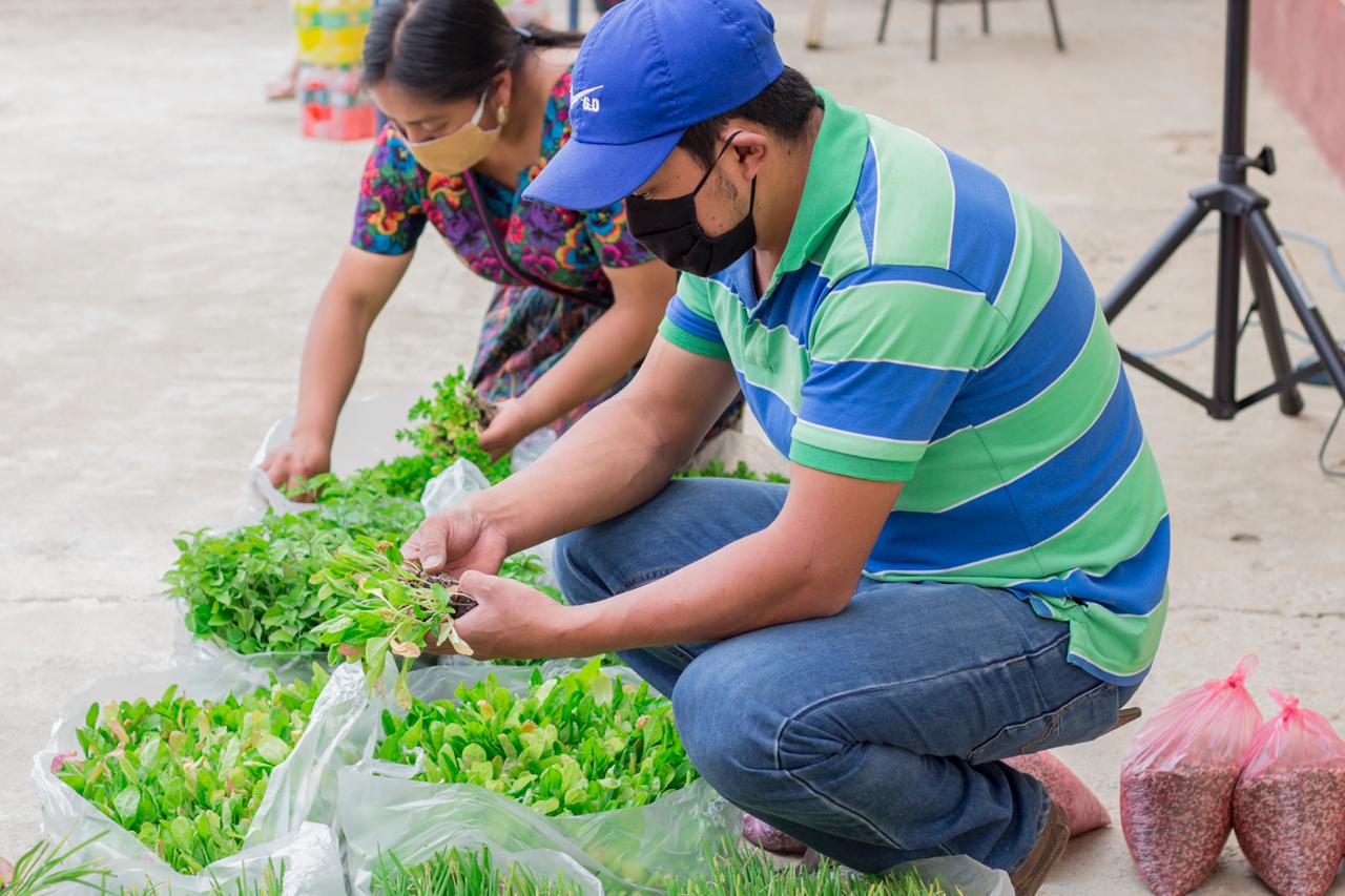 Pequeños productores de diferentes regiones del país recibieron pilones para sembrar huertos familiares con el objetivo de mejorar su calidad de vida. (Foto Prensa Libre: Agrequima)