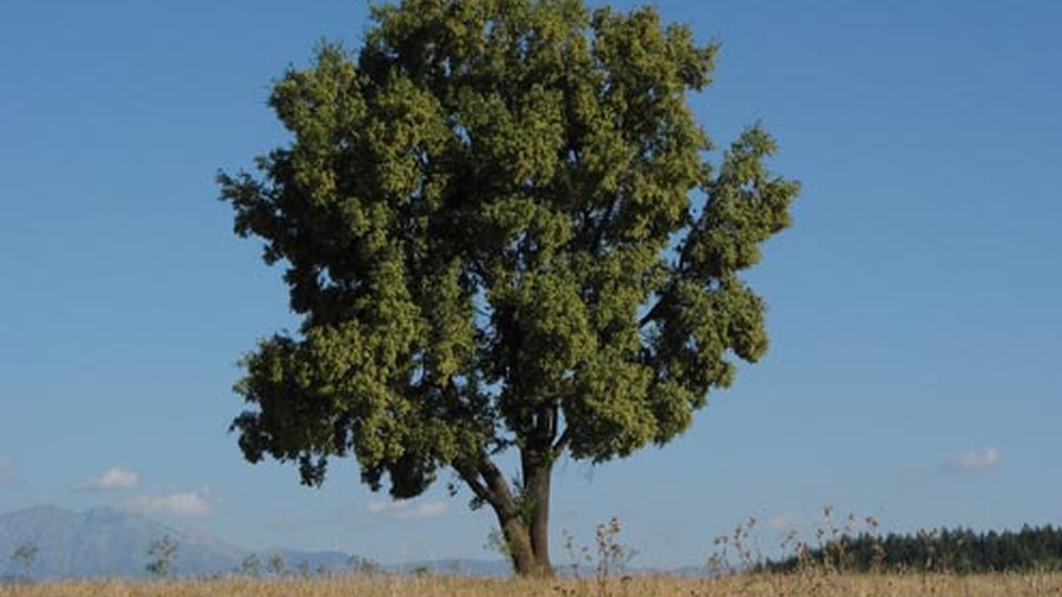 El quillay es un árbol endémico de la Zona Central de Chile. (Foto Prensa Libre: CONAF)