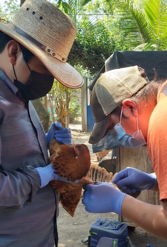 El estudio realizado por el Centro de Desarrollo Humano, operado por FunSalud (Fundación para la salud Integral de los guatemaltecos) apoyado por Agroamerica y la Universidad de Colorado, involucra a aves de corral, que al igual que los humanos son picadas por mosquitos. (Foto Prensa Libre: Cortesía FunSalud)