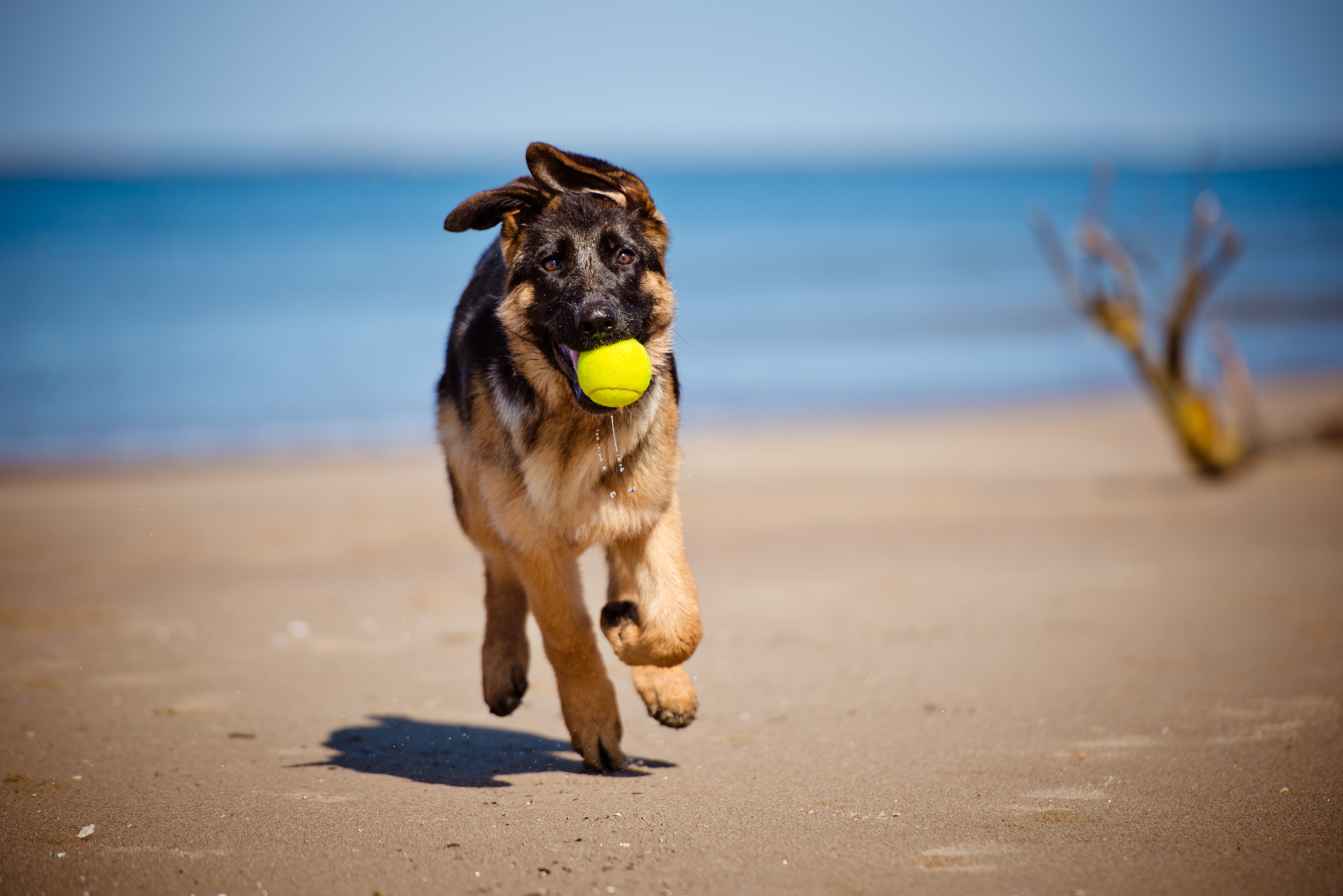 Тропическая собака. Собака прыгает вверх. There is a Dog on the Beach.