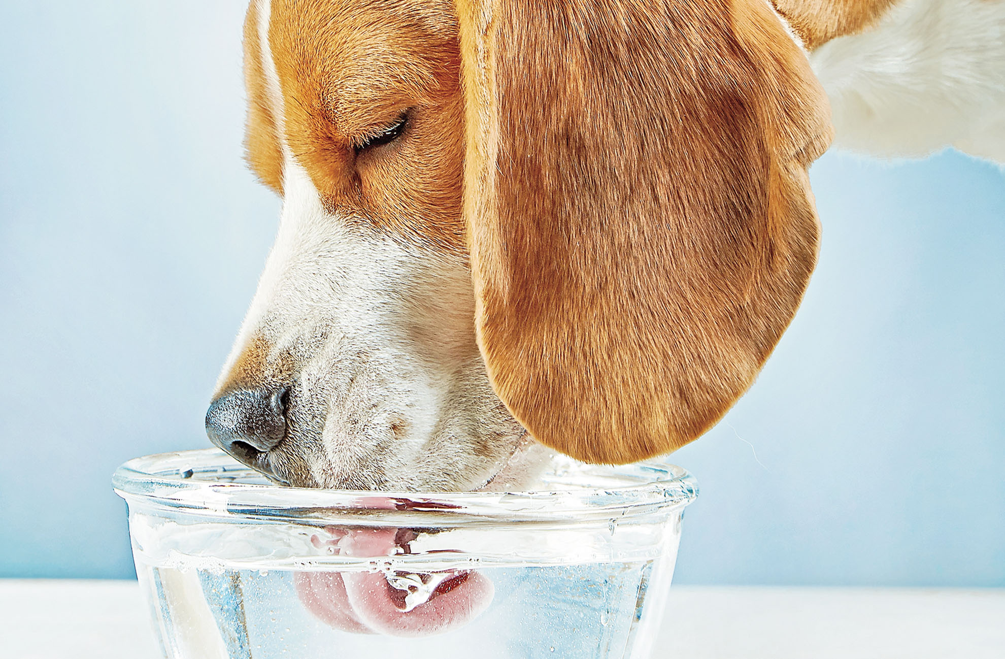 La Importancia Del Agua Para La Sobrevivencia De Las Mascotas Prensa Libre