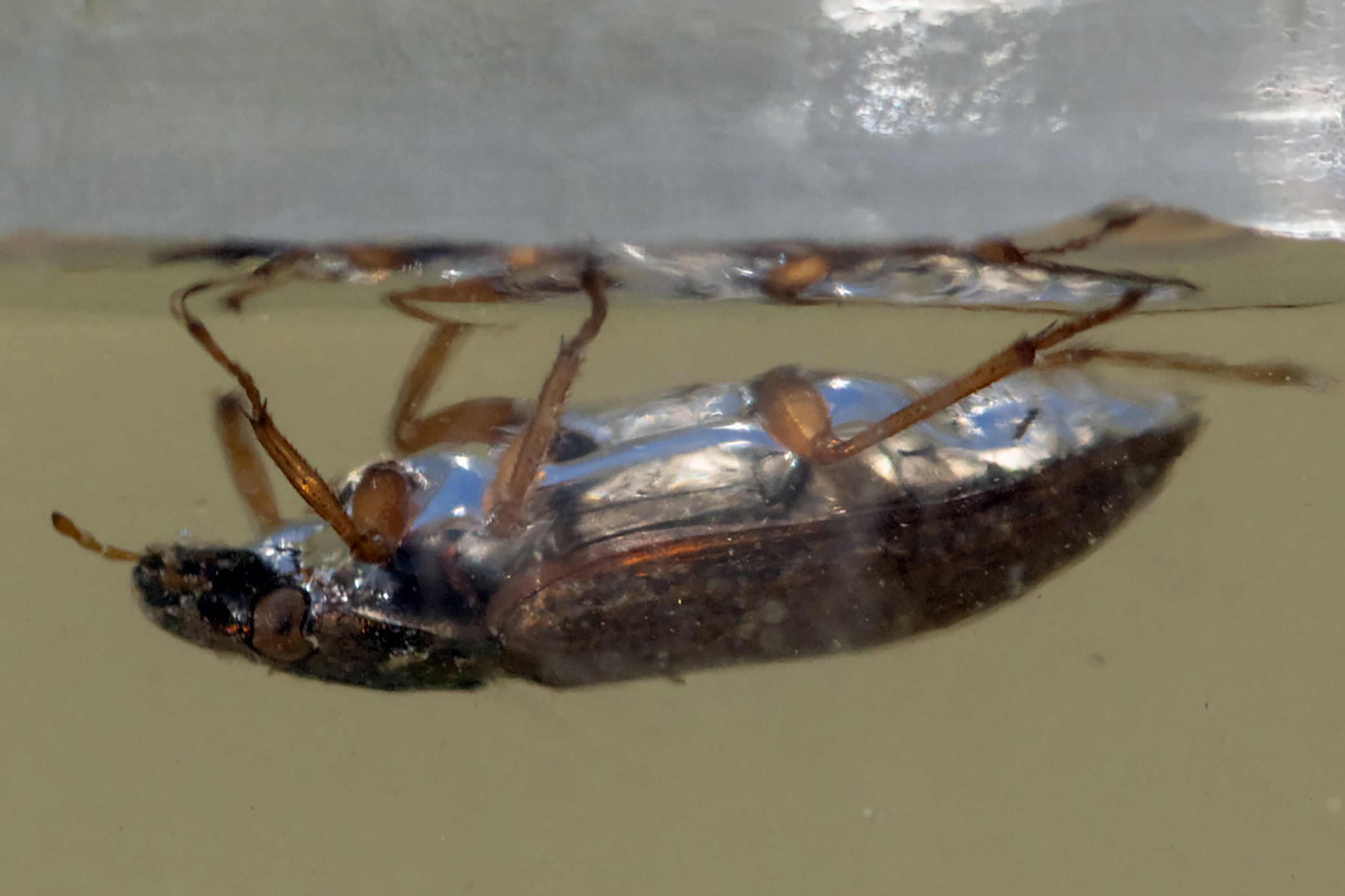 Un hidrofílido en una fotografía sin fecha. Según los investigadores, una burbuja de aire que sujeta al escarabajo podría brindarle flotabilidad ascendente para mantenerlo en lo alto, como sucede con esta otra especie de hidrofílido. (Foto Prensa Libre: John Gould vía The New York Times)