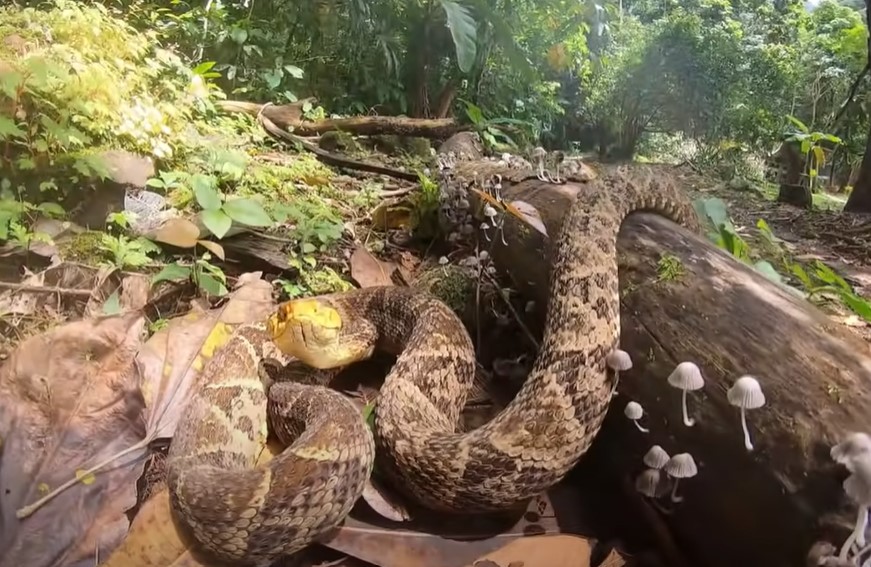 Serpiente barba amarilla incluida entre las 4 venenosas del pa s