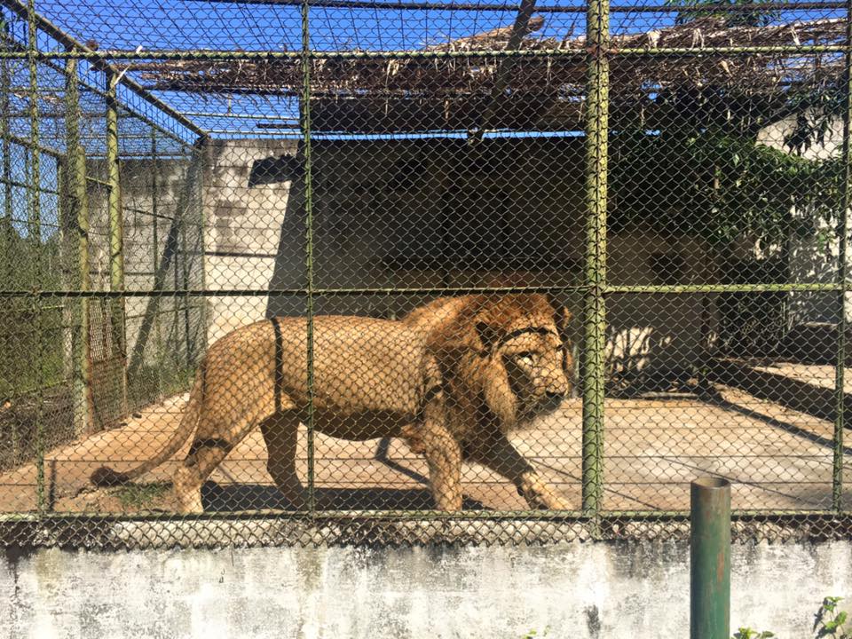 VIDEO: Matan a león que escapó de su jaula en turicentro de Petén y que  atacó a su cuidador
