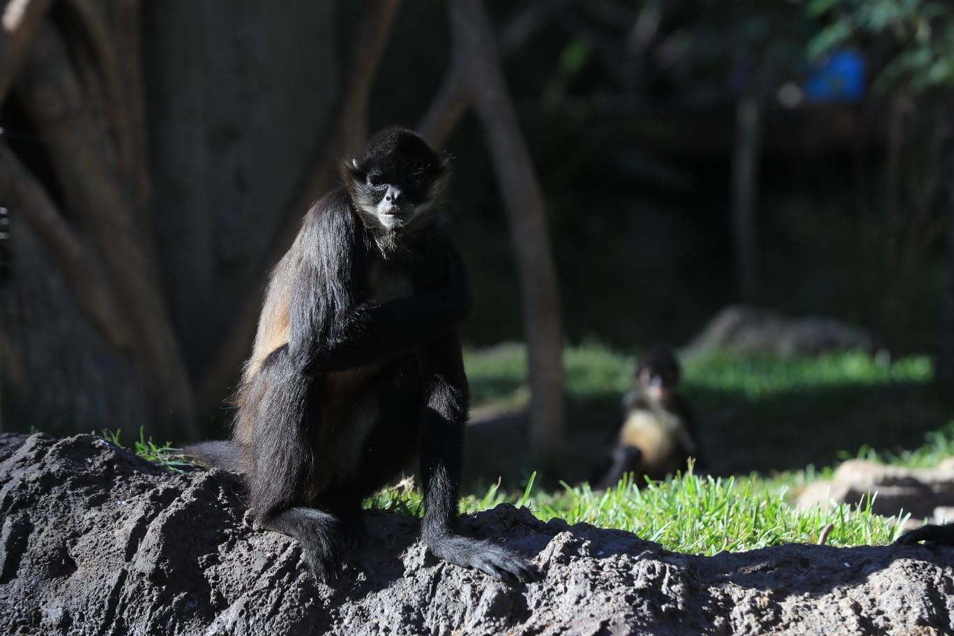 Cierre Del Vivero Del Mono Arriba. Monos Exóticos En El Zoológico