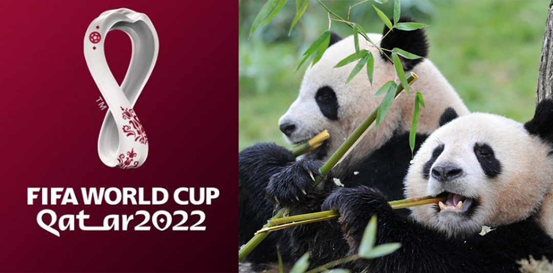 Los pandas gigantes llegarán a tierras qataríes un mes antes de que inicie la Copa del Mundo. (Foto Prensa Libre: Getty Images)