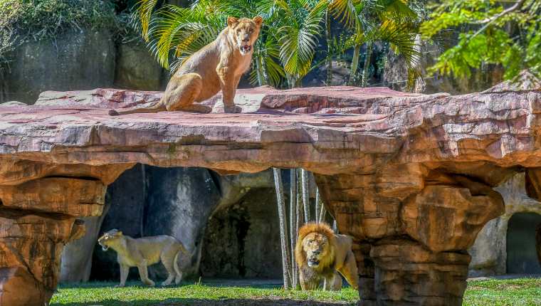 Nuevo recinto de los leones del Zoológico La Aurora