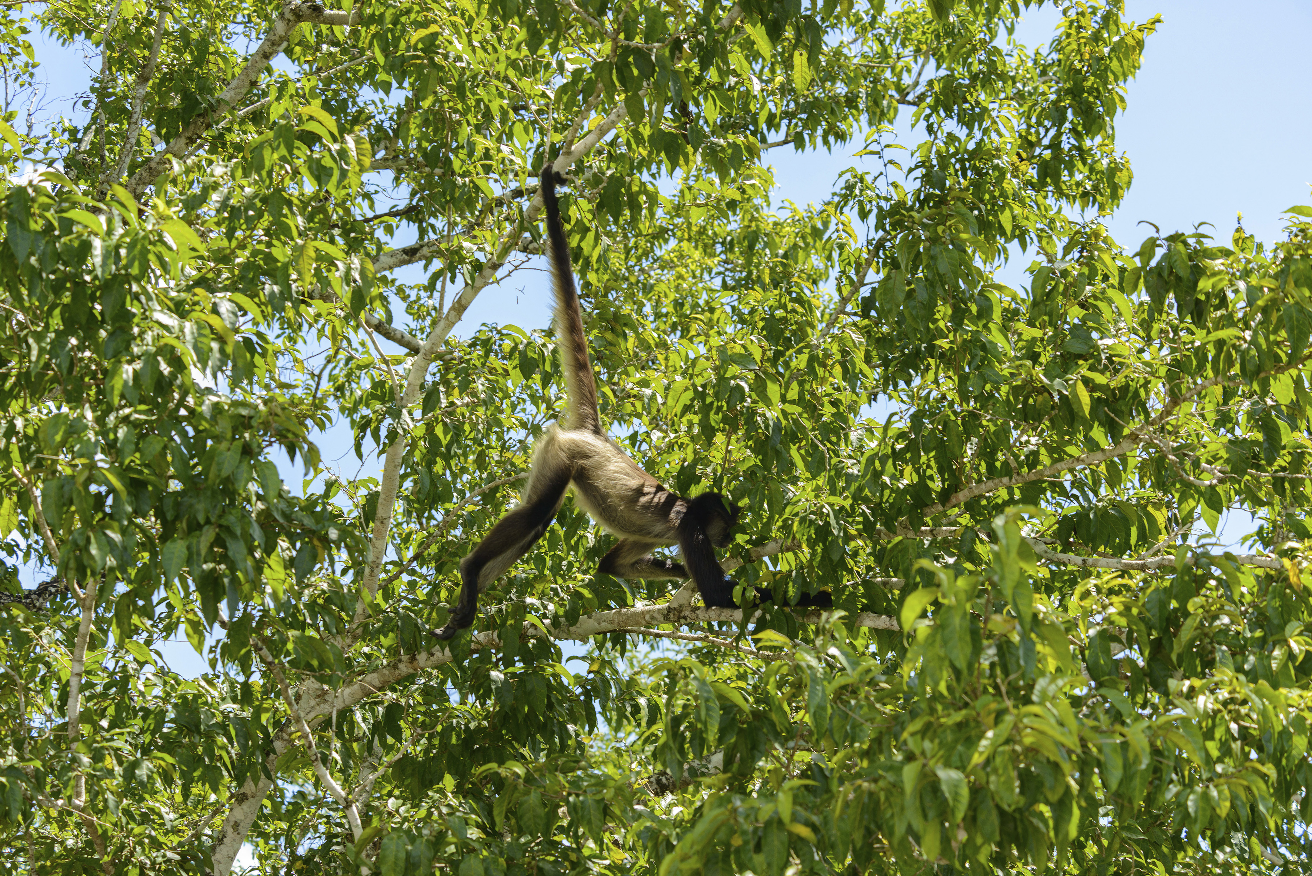 Un mono araña se balancea entre las ramas de un árbol en la Reserva de la Biosfera de Calakmul, Yucatán, México, el 18 de julio de 2022. (Foto Prensa Libre: Adrian Wilson/The New York Times)