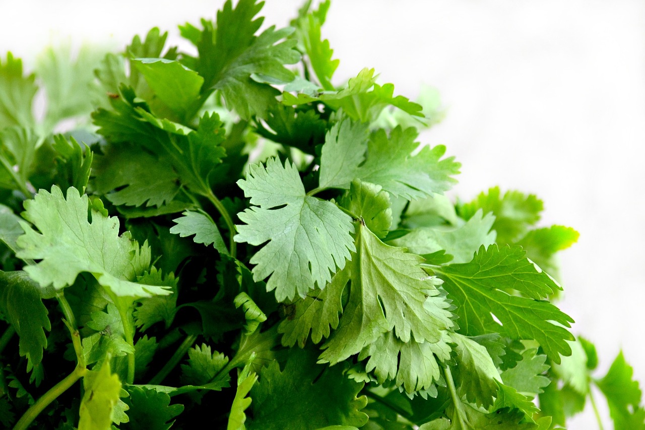 El cilantro aromático y medicinal para qué sirve y cómo conservarlo por más tiempo