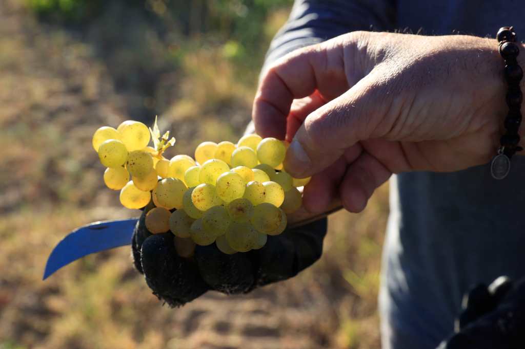 racimo de uvas verdes