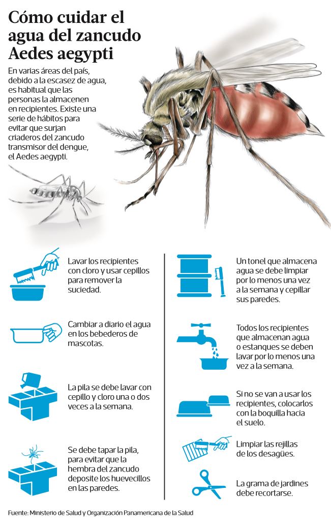 C Mo Reconocer Al Mosquito Del Dengue Por Su Tama O Apariencia