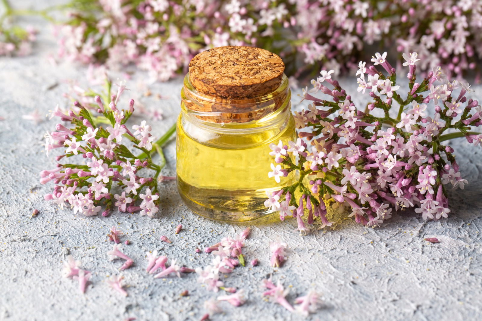 Para Qué Sirve La Valeriana: Los Beneficios De Esta Planta Medicinal ...