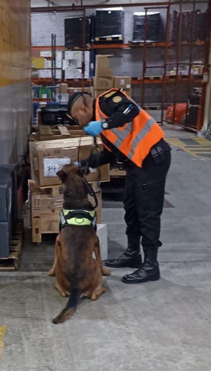decomiso paquetes encomienda perro policia pluto (1)