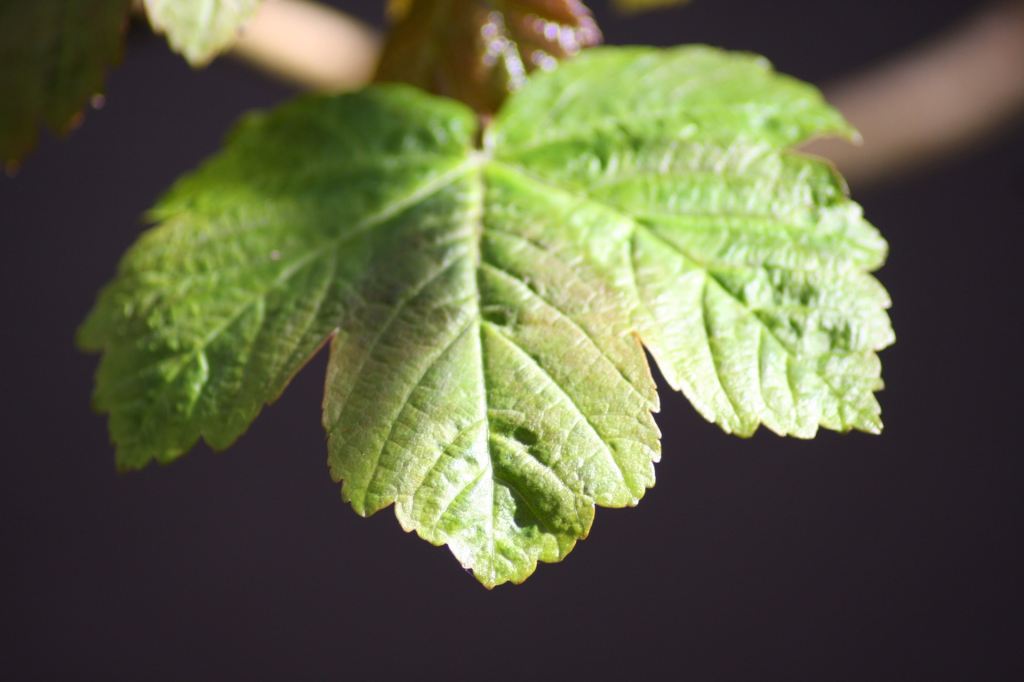 Beneficios hoja de malva