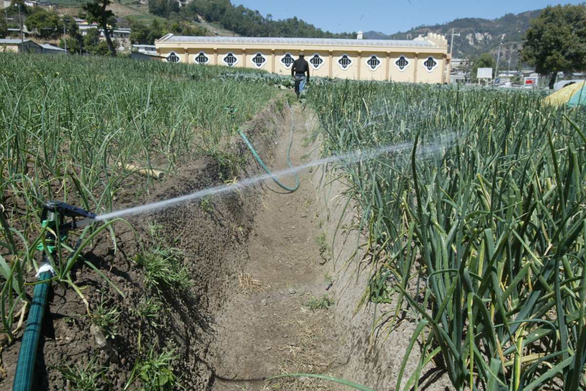 VECINOS DEL MUNICIPIO DE CONCEPCION, SOLOLA, PRODUCEN CEBOLLA, CON UN NUEVO SISTEMA DE RIEGO PROMOVIDO POR ELLOS MISMOS Y EL ESTADO, LEUGO DEL PASO DE LA TORMENTA STAN./ MYNOR DE LEON