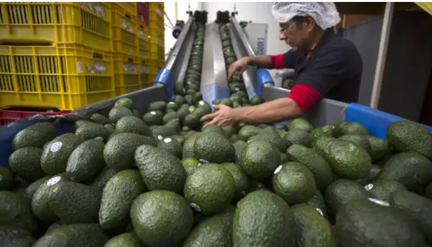 El aguacate mexicano tiene alta demanda internacional. (Foto Prensa Libre: EFE)