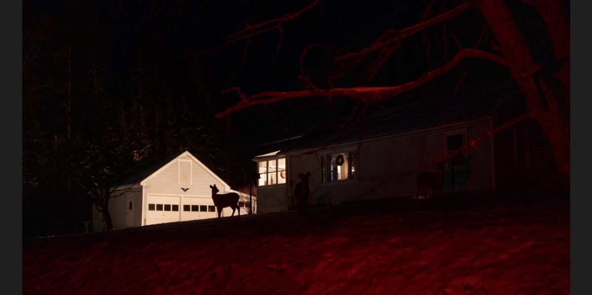 Fauna en el exterior durante la noche en Pittsburg, Nuevo Hampshire, el 6 de enero de 2024. (John Tully/The New York Times)