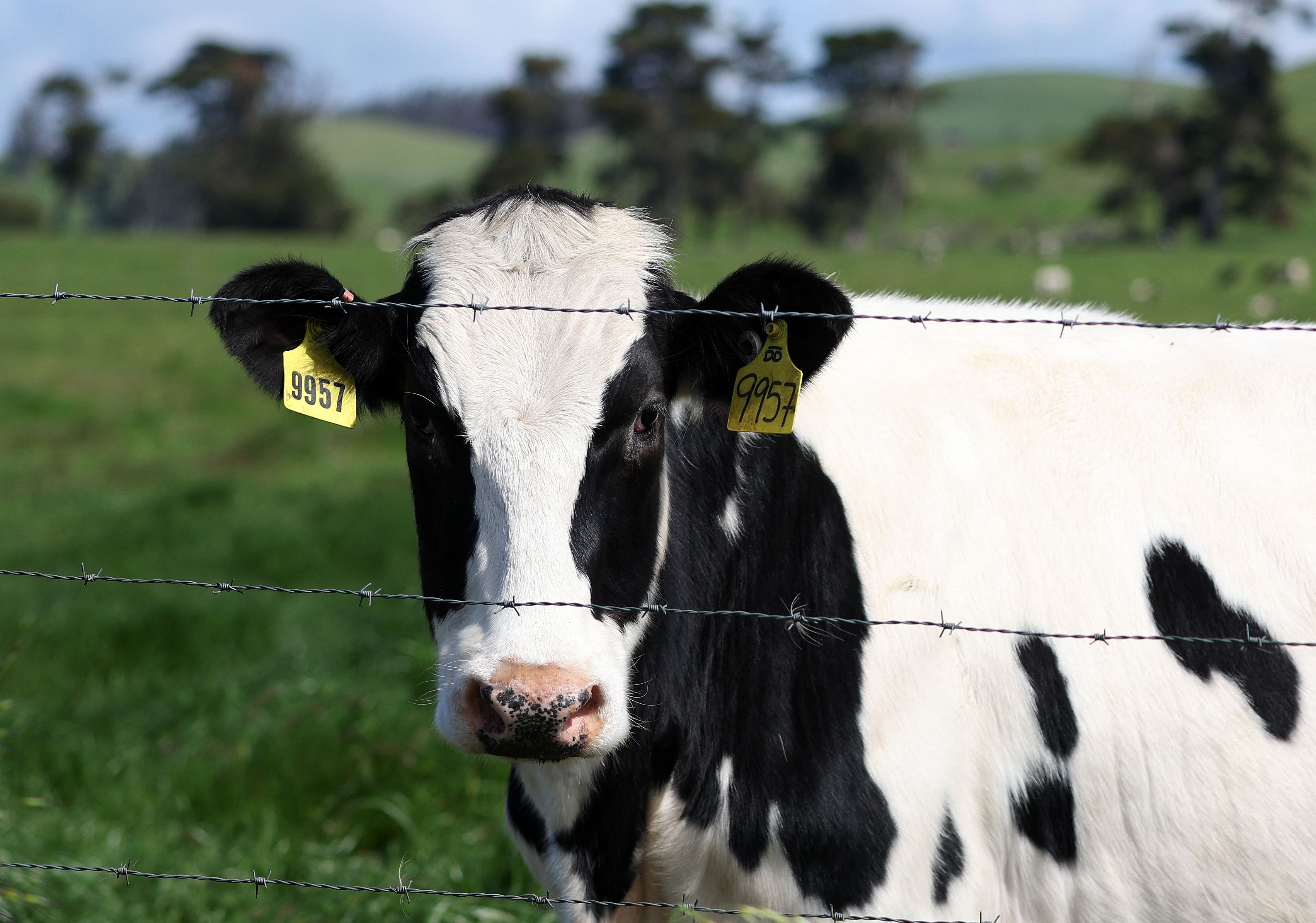 Las autoridades sanitarias de California están en alerta después que se detectara la gripe aviar en vacas en varias granjas del país.  (Foto Prensa Libre: AFP)