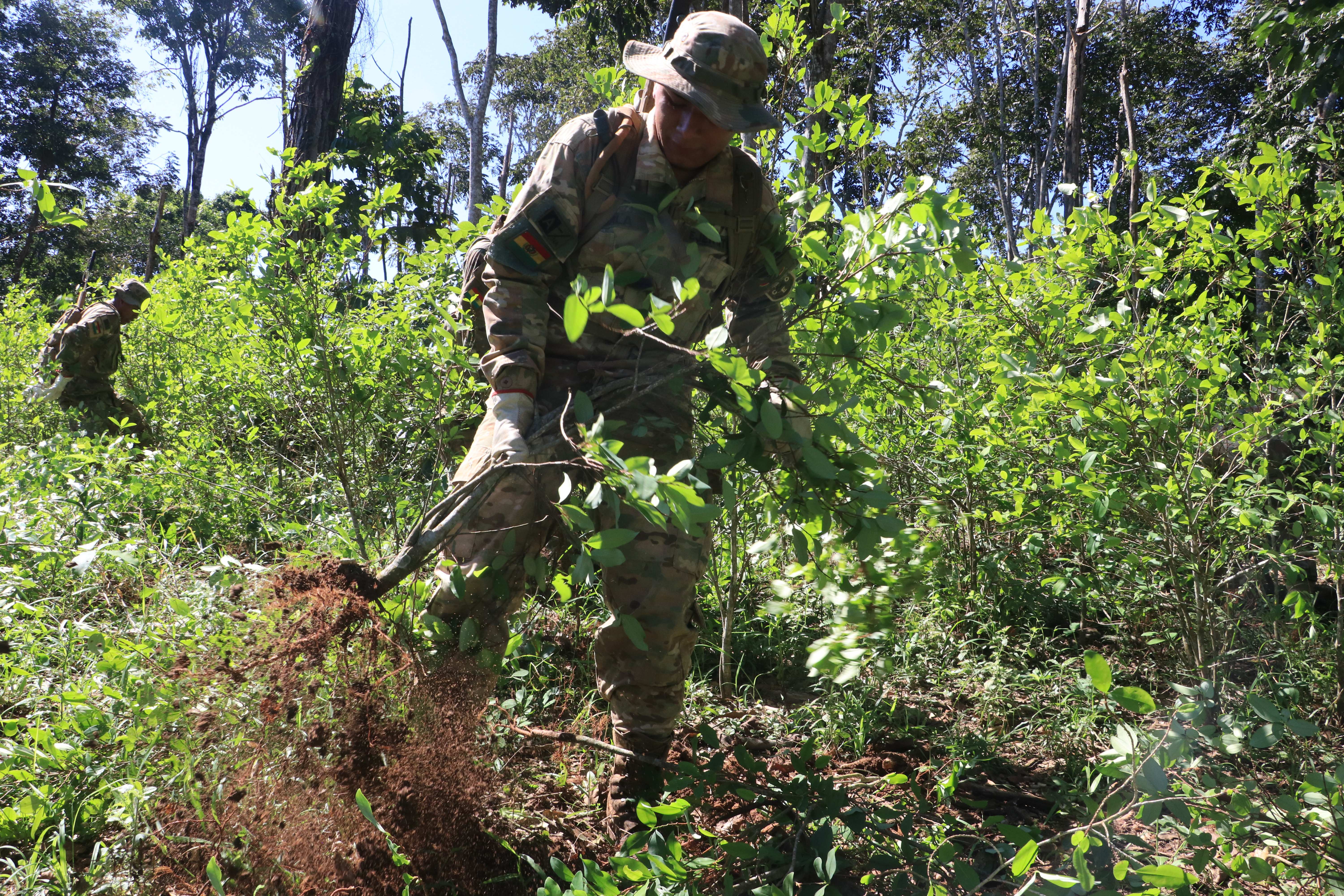 Plantaciones de hoja de coca