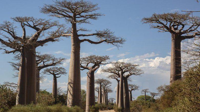 Scientists remedy the thriller behind the traditional baobabs, the ...