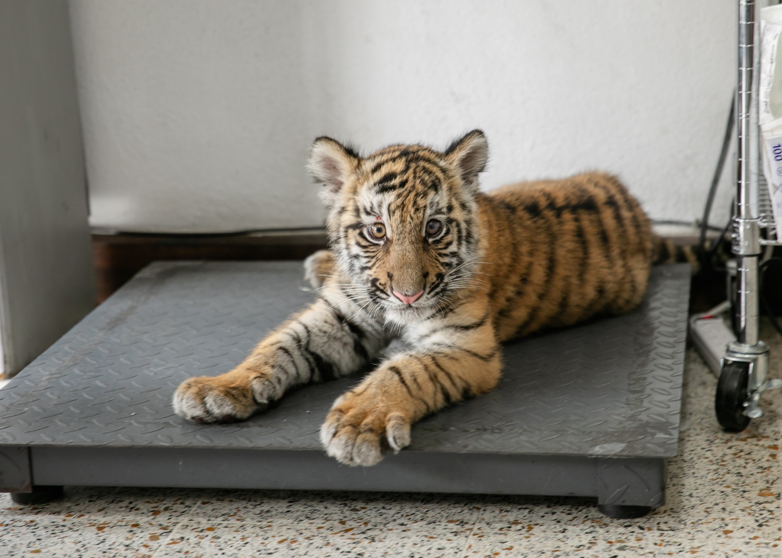 Tigre rescatado en Monte María zona 12 Ciudad de Guatemala