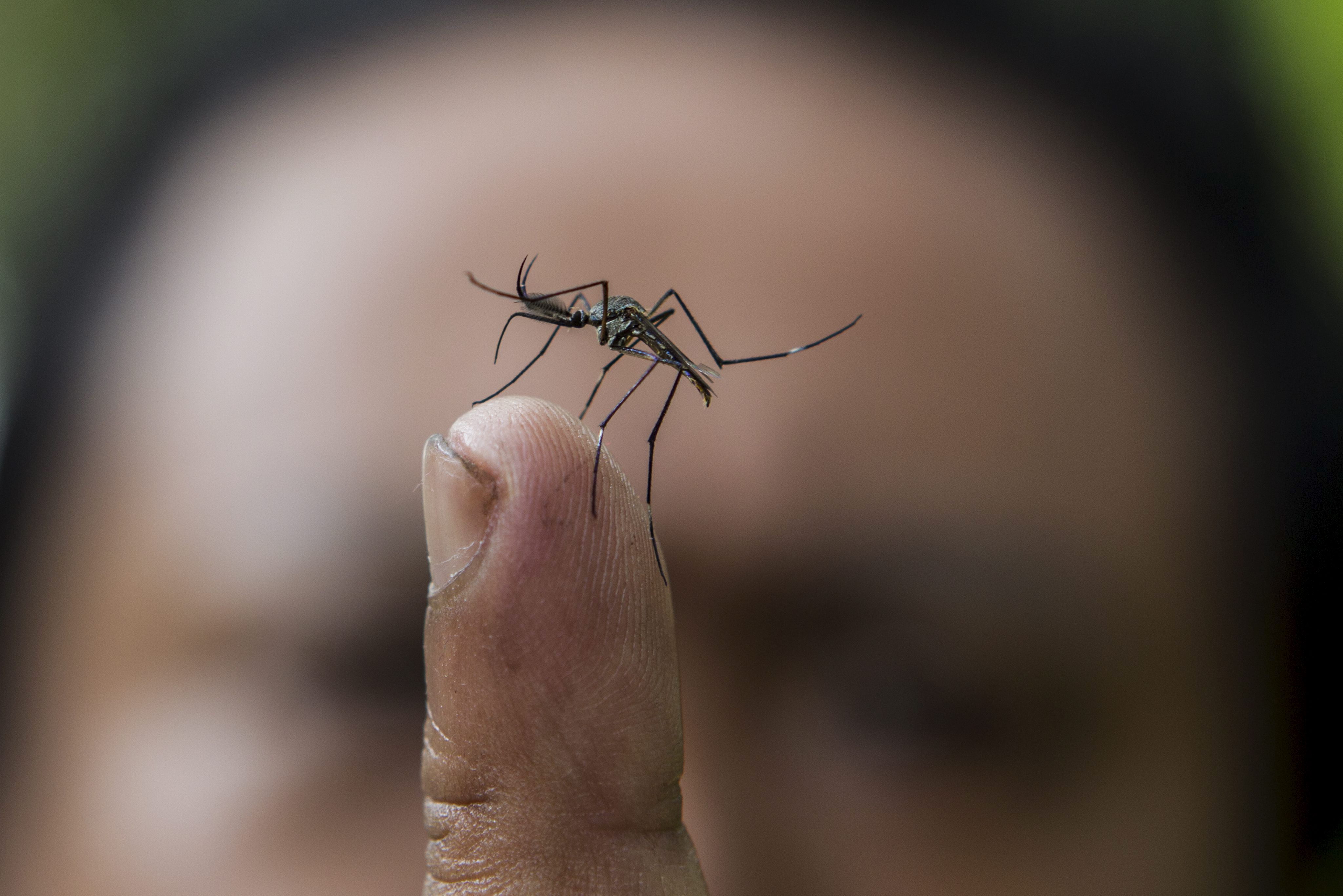 YUS03 PUCHONG (MALASIA) 30/07/2012.- Plano detalle de un mosquito del gÃ©nero Toxorhynchites (Toxo), un mosquito carnÃ­voro que comerÃ¡ larvas del mosquito causante del dengue, en Puchong, cerca de Kuala Lumpur (Malasia) hoy, lunes 30 de julio de 2012. La larva de las especies de mosquito toxo fue escogida debido a su dieta basada en larvas de mosquitos de otras especies y ademÃ¡s este mosquito vive en el mismo hÃ¡bitat. SegÃºn la OrganizaciÃ³n Mundial de la Salud, se producen entre 50 y 100 millones de casos de dengue cada aÃ±o. EFE/Ahmad Yusni