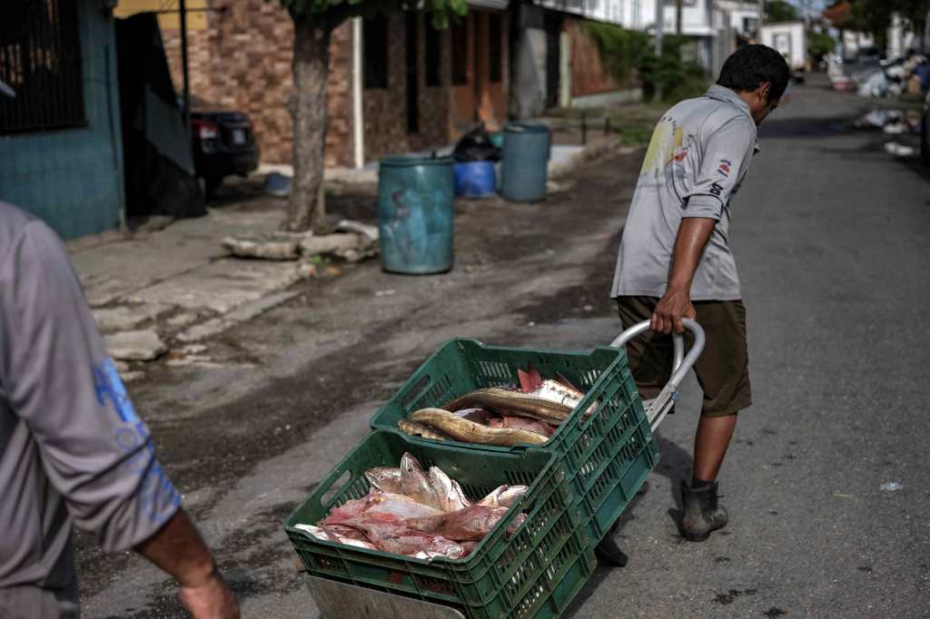 El sector hidrobiológico abarca la pesca y acuicultura, esenciales para la producción de alimentos acuáticos y la sostenibilidad de los recursos marinos. (Foto, Prensa Libre: EFE/Jeffrey Arguedas)