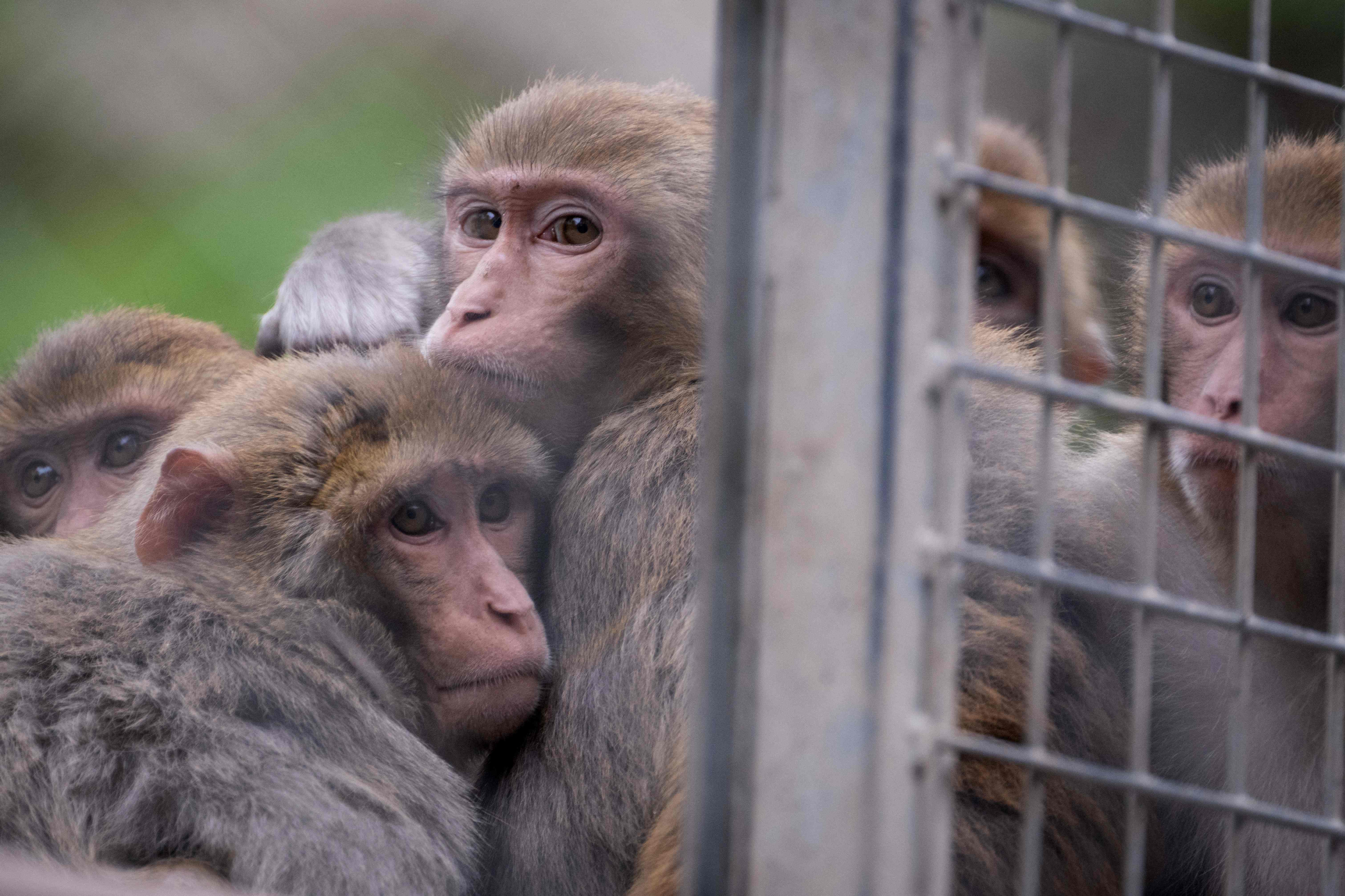 Ciudad de EE. UU. en alerta por escape de 43 monos