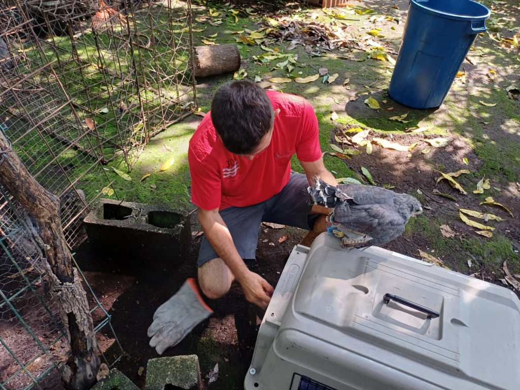 Animales rescatados por Conap de la carcel El Infiernito en Escuintla (4)