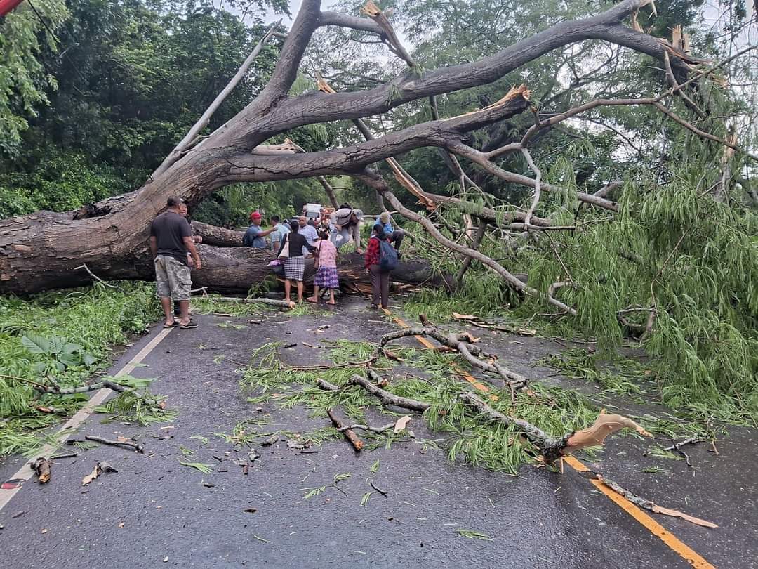 Un árbol derribado obstruye el paso en la RN – 9 Sur, Champerico, Retalhuleu. (Foto Prensa Libre: Conred)