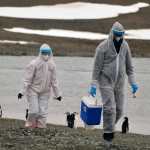 Científicos siguen el rastro de la fiebre aviar en una zona remota de la Antártica. (Foto Prensa Libre: AFP)
