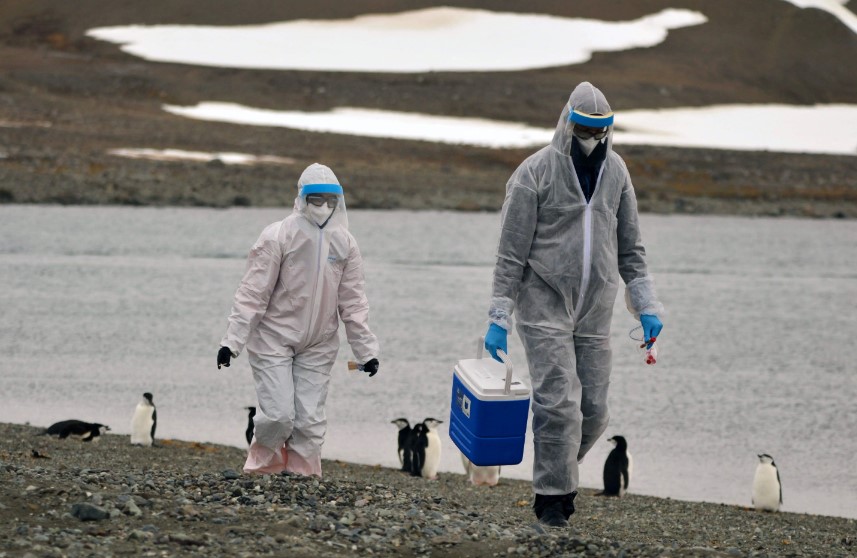 Científicos siguen el rastro de la fiebre aviar en una zona remota de la Antártica. (Foto Prensa Libre: AFP)