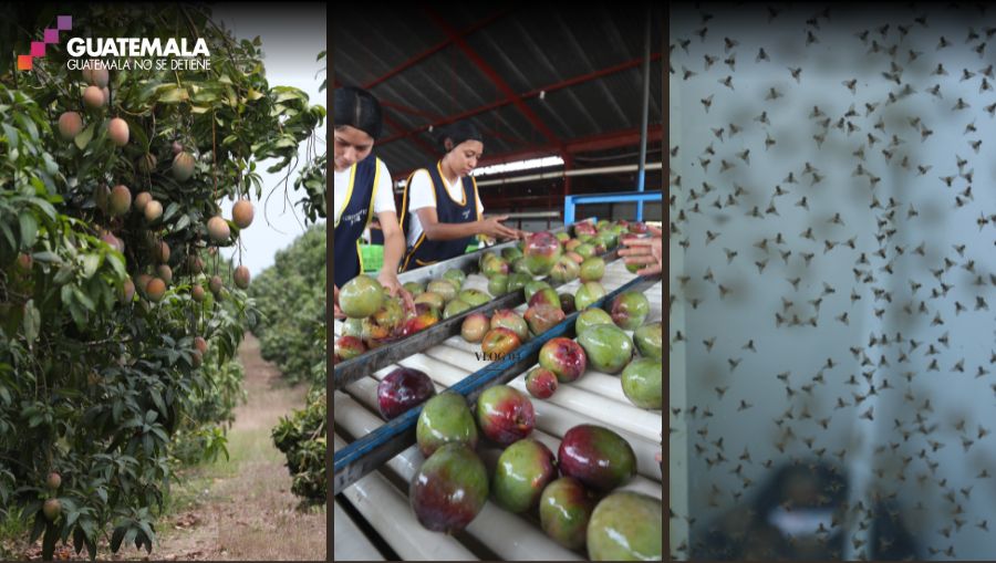 Hay plantaciones de mango en Retalhuleu (Costa Sur) que han sido declaradas libres de la mosca de la fruta. (Fotos: Érick Ávila / Juan Diego González, Prensa Libre)