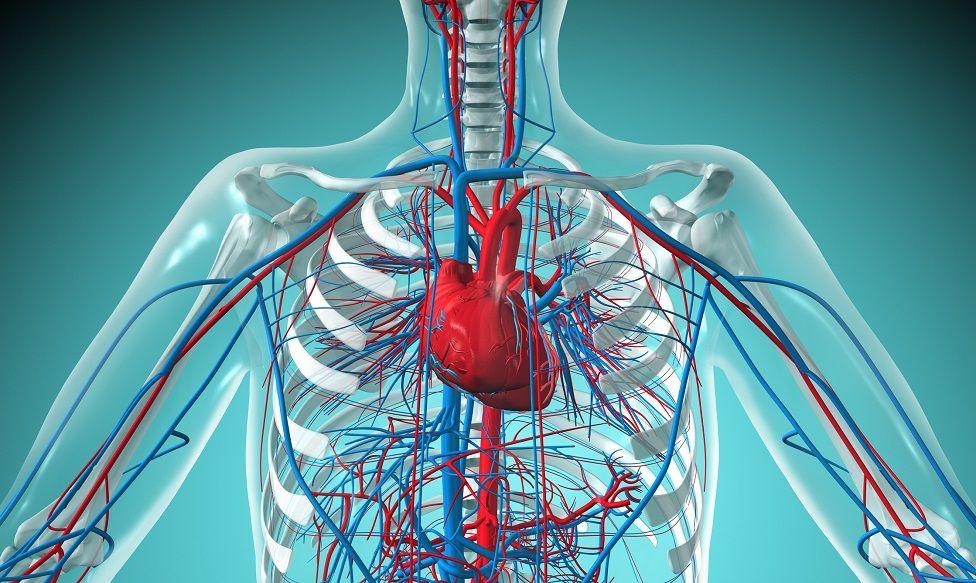 Ilustración del corazón y el sistema cardiovascular