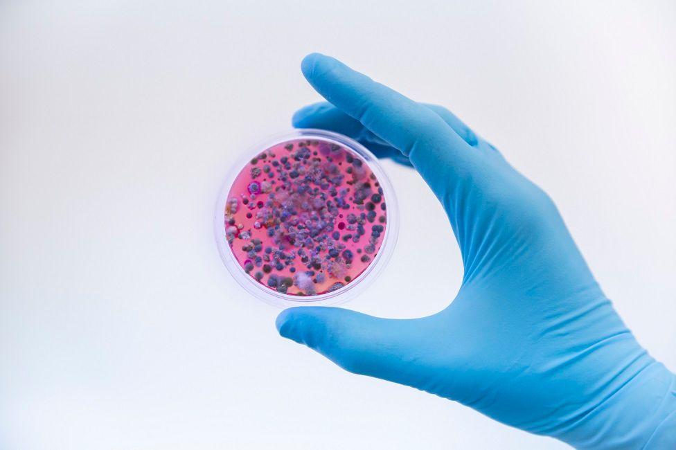 Científico con guante protector sosteniendo cultivos de hongos en una placa de Petri