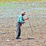 Mientras  la sequía continua y las lluvias no aparecen un anciano  agricultor  realiza canelones donde siembra  maíz