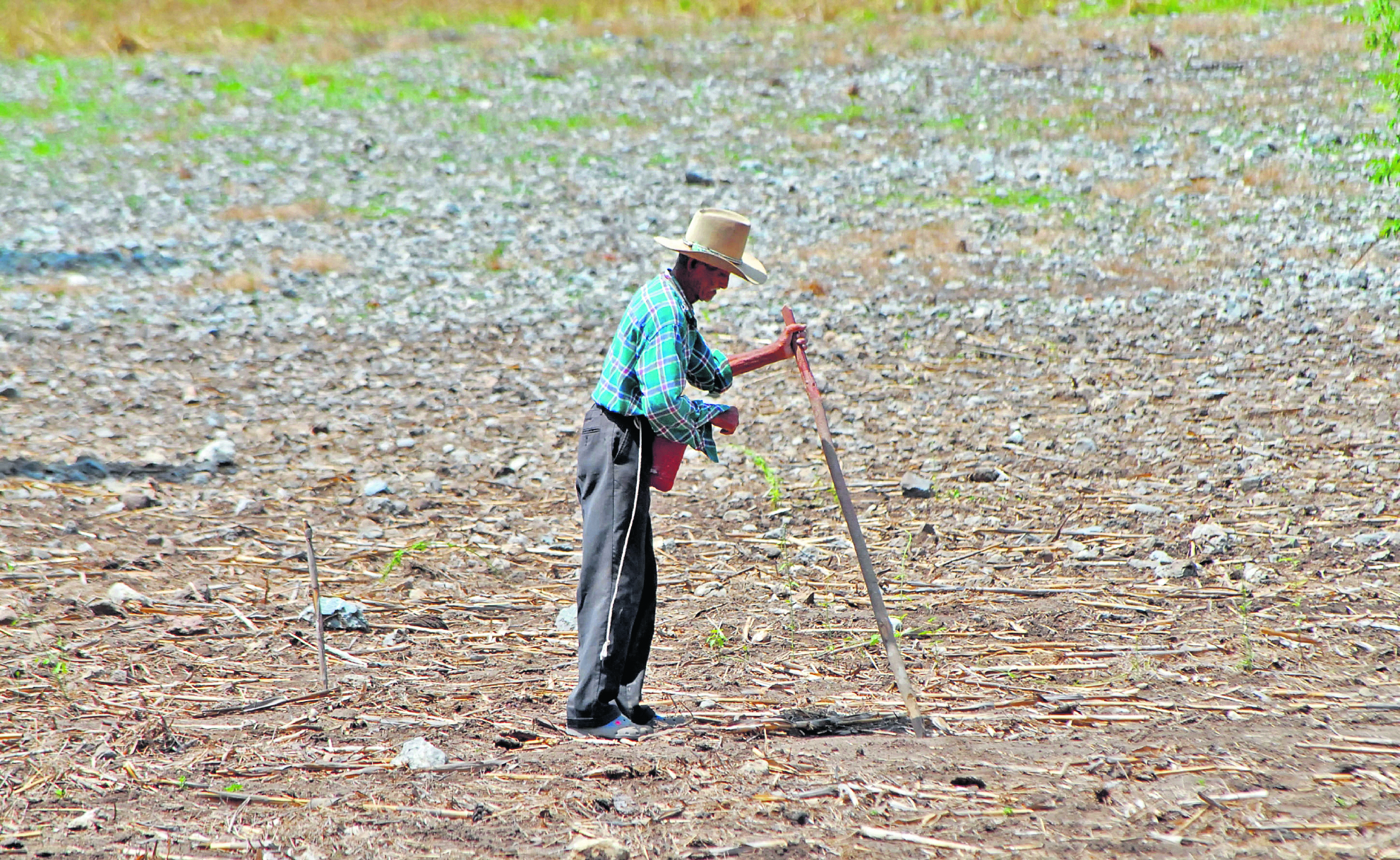 Mientras  la sequía continua y las lluvias no aparecen un anciano  agricultor  realiza canelones donde siembra  maíz