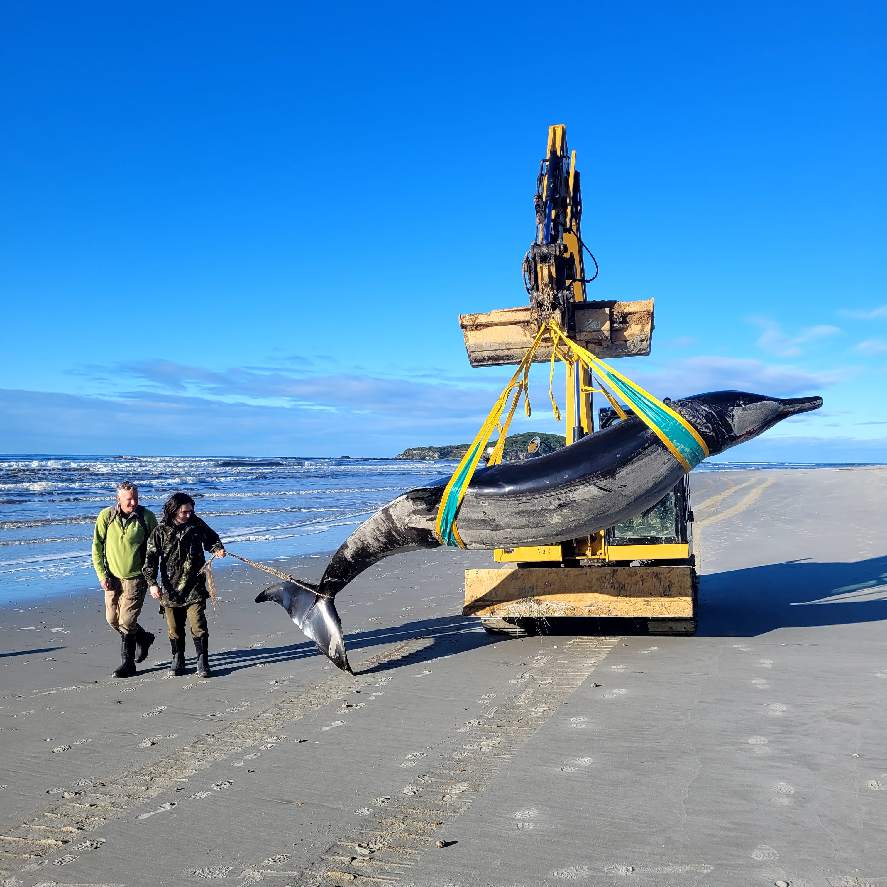 Autoridades neozelandesas localizaron el cadáver casi intacto de lo que parece ser una ballena picuda de Bahamonde en la playa de Otago, considerado el cetáceo más desconocido del mundo. (Foto Prensa Libre: EFE/ Departamento de Conservación de Nueva Zelanda).