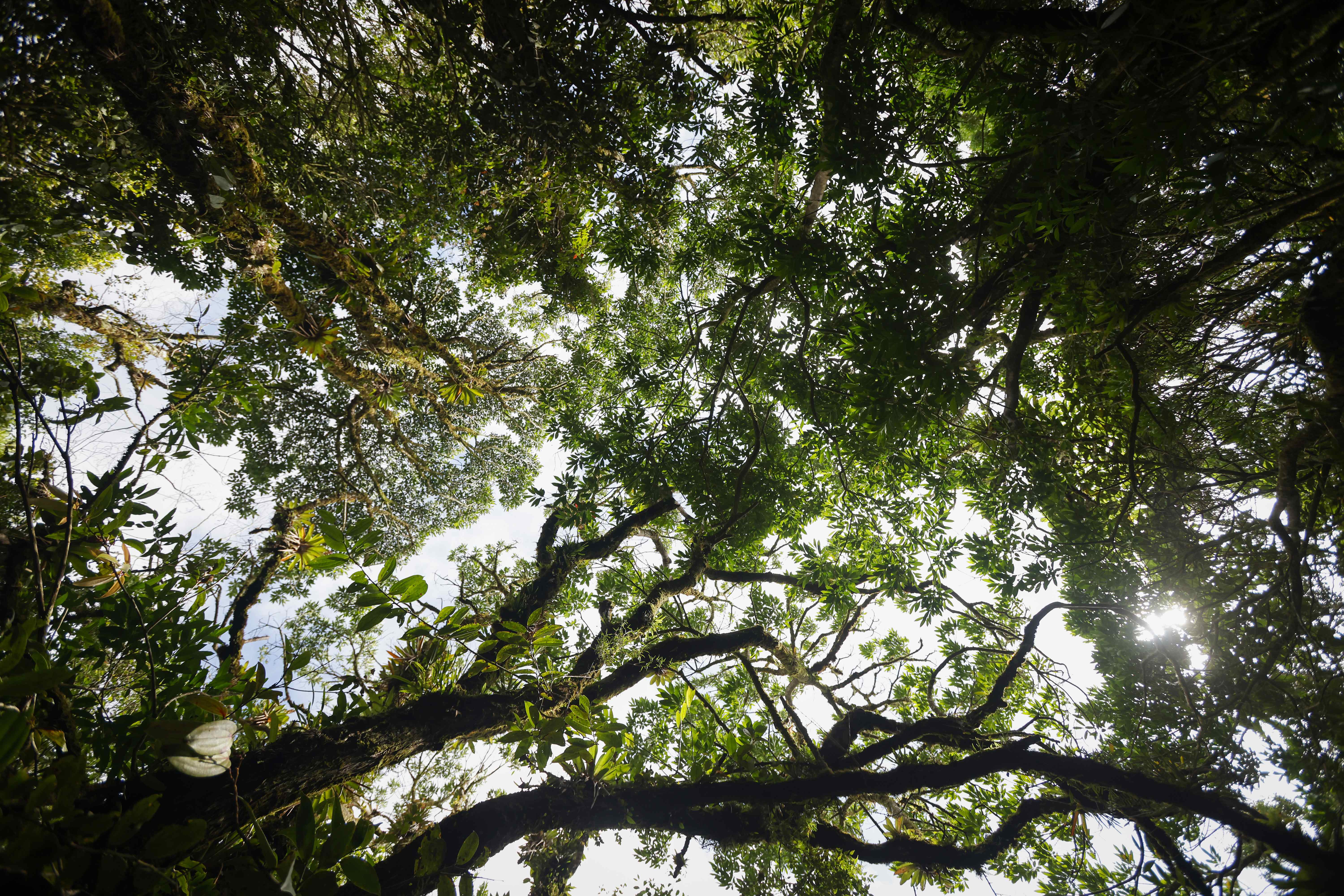 Una menor de edad fue hallada en medio de uno de los bosques de Luisiana.