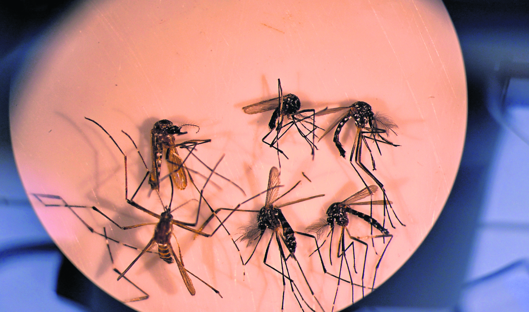 Investigadores de la Universidad de California, Estados Unidos, llevaron a cabo un experimento con 80 mosquitos Aedes aegypti hembras para identificar los distintos métodos de detección que usan los insectos para alcanzar su objetivo de picar a seres humanos. (Foto Prensa Libre: EFE/ Andre Borges).