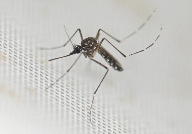 Dengue en Guatemala