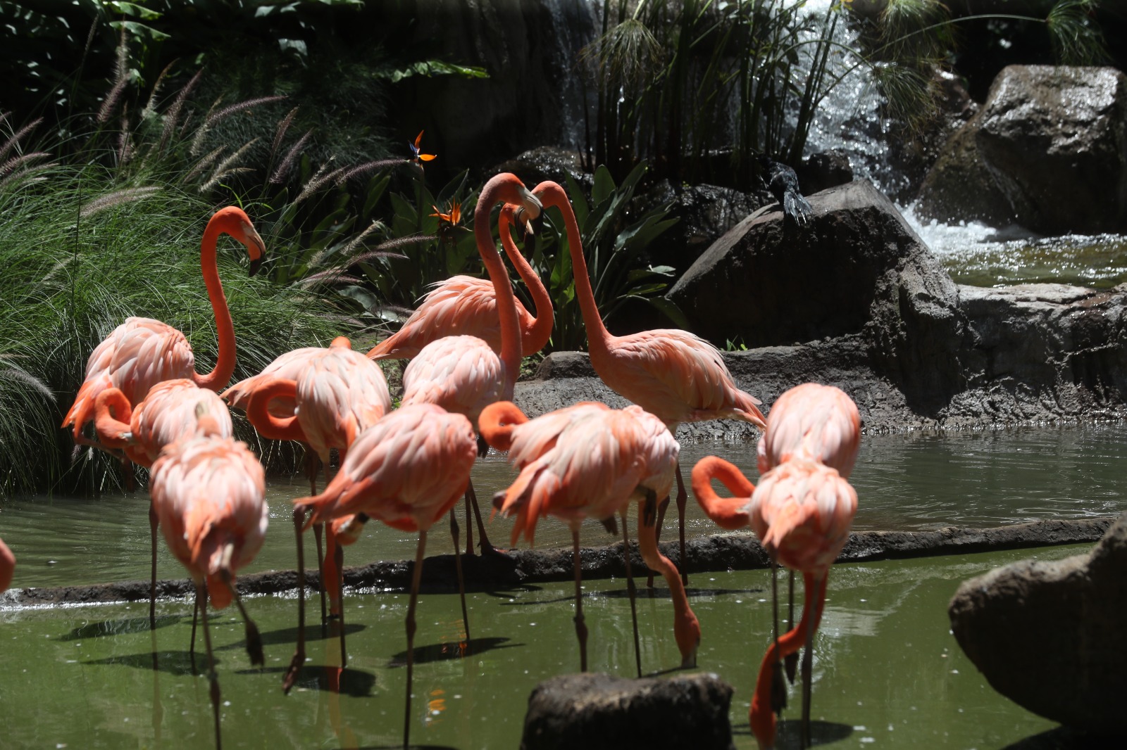 Exposición de flamencos: un nuevo atractivo en las celebraciones del ...