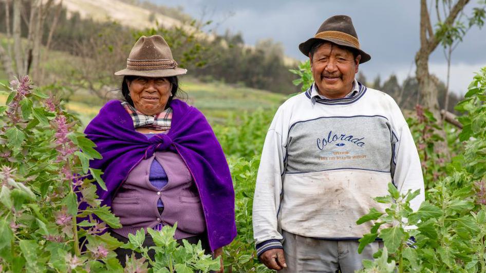 Agricultores indígenas en un campo de quinua en Ecuador.